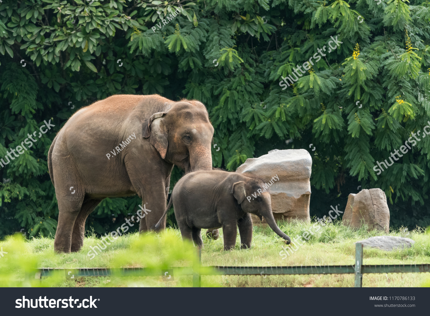 Indian elephants wandering in the Kabini forest. #1170786133