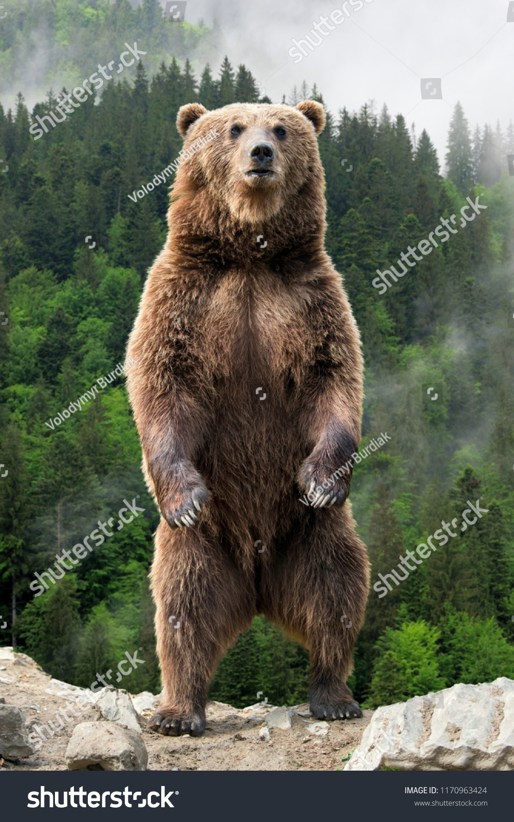 Brown bear (Ursus arctos) standing on his hind legs in the spring forest #1170963424