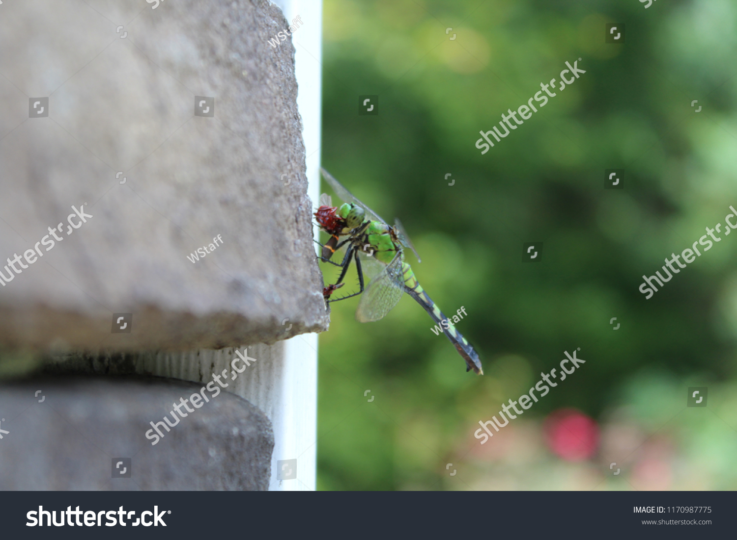 Beautiful macro dragonfly eating orange and black bug #1170987775