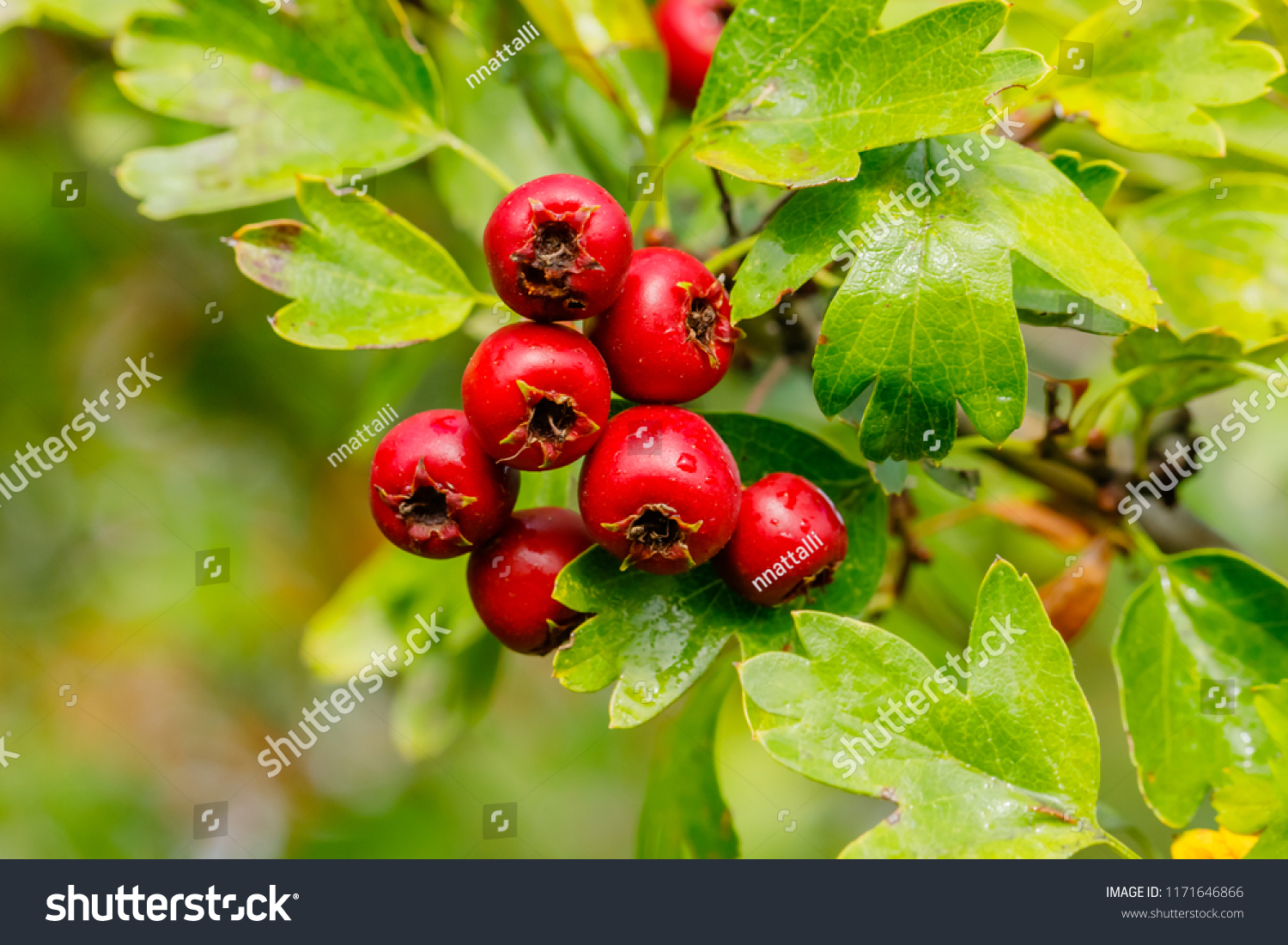 Red fruit of Crataegus monogyna, known as  hawthorn or single-seeded hawthorn ( may, mayblossom, maythorn, quickthorn, whitethorn, motherdie, haw ) #1171646866