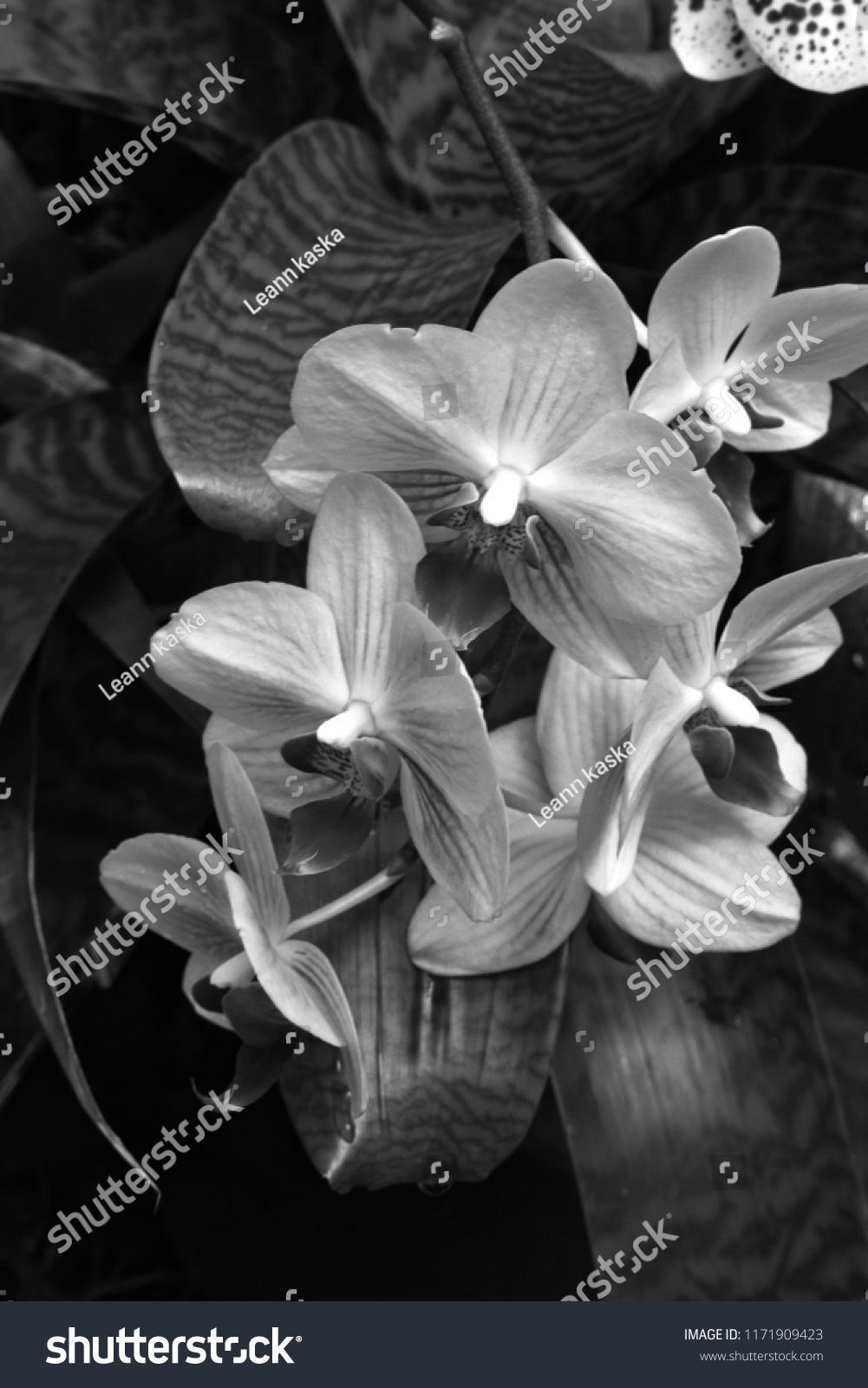 Bright botanical white Orchid flowers and leaves in black and white photography at a wedding event.  #1171909423