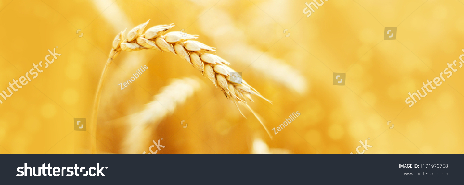 Ripe ears of rye in field during harvest. Agriculture summer landscape. Rural scene. Macro. Panoramic image. Copy space for your text #1171970758