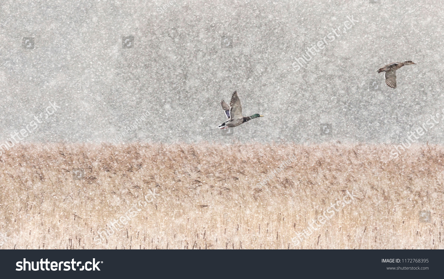 Almost monochromatic image of two ducks flying into a snowy blizzard above a sea of yellow reeds #1172768395