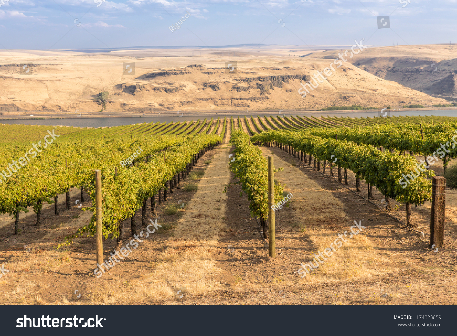 Vineyards landscape in the Columbia River Gorge Washington state. #1174323859