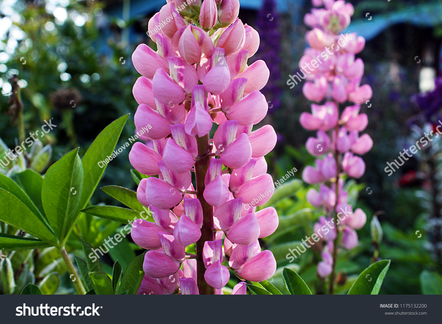Pink Pearl Hyacinth Flowers #1175132200