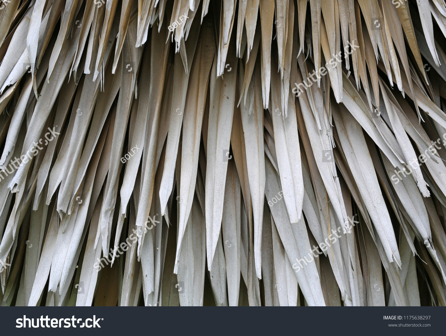 Jungle background of dead palm fronds overlapping layer of brown dry leaves. #1175638297