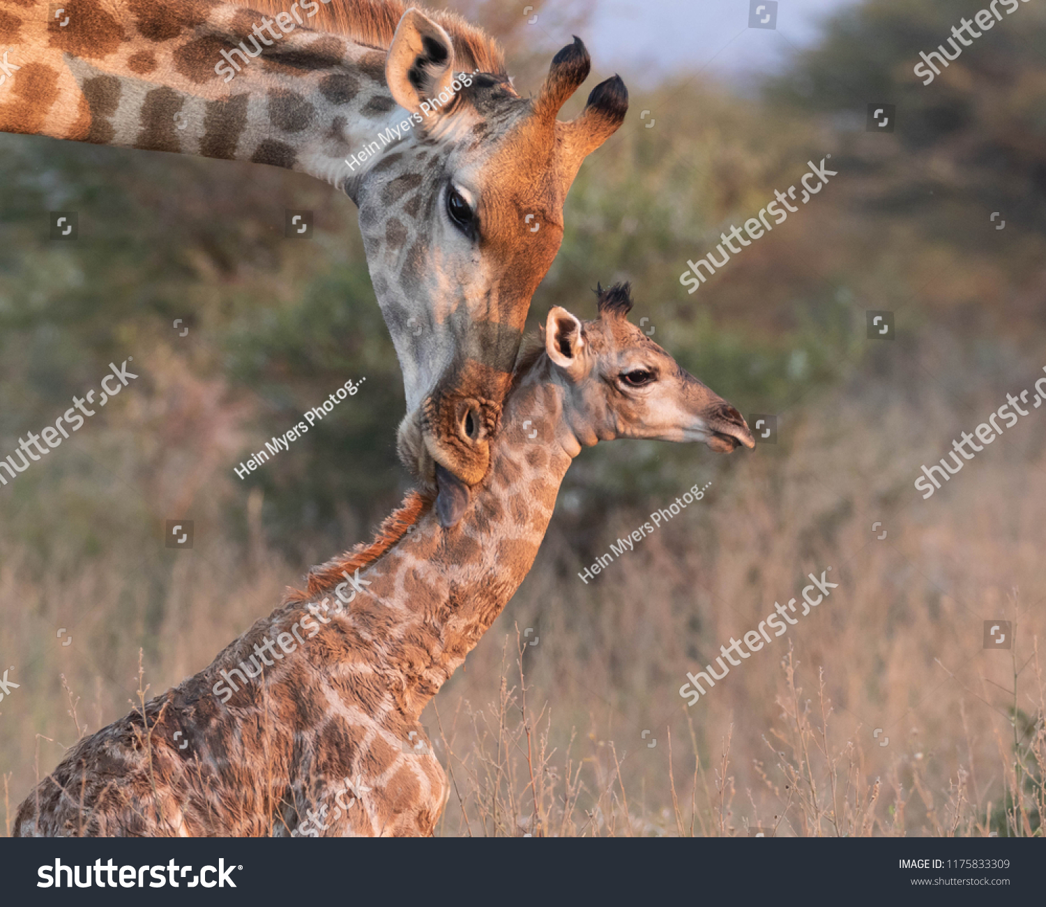 New born Giraffe #1175833309