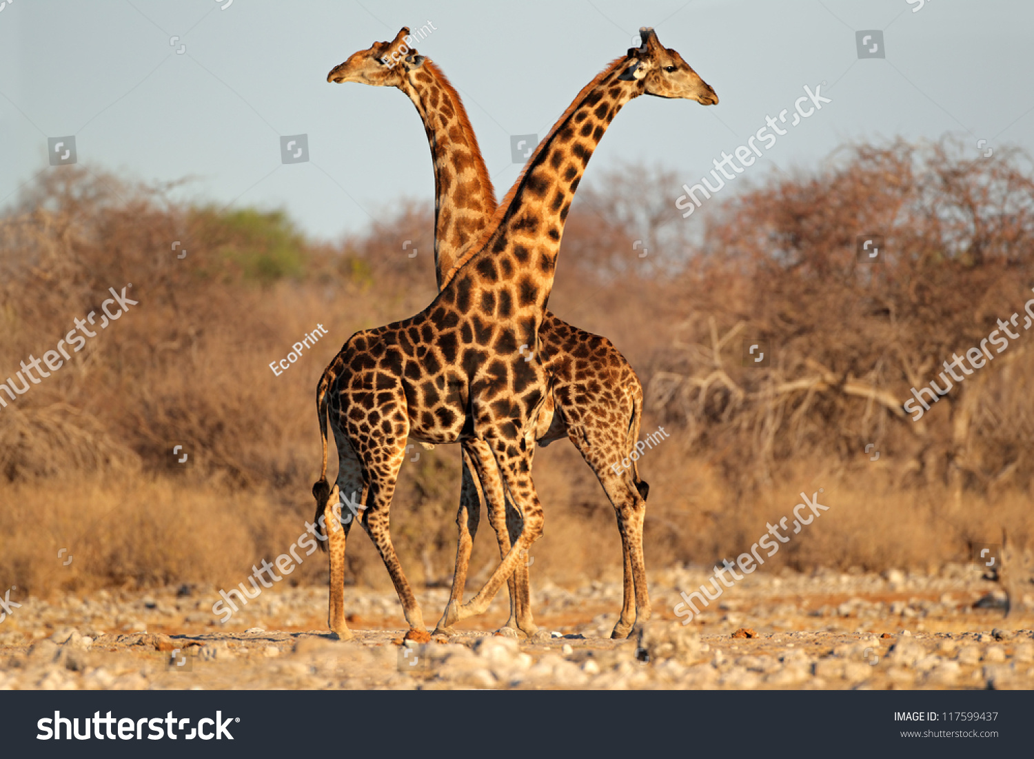 Two giraffe bulls (Giraffa camelopardalis), Etosha National Park, Namibia, southern Africa #117599437