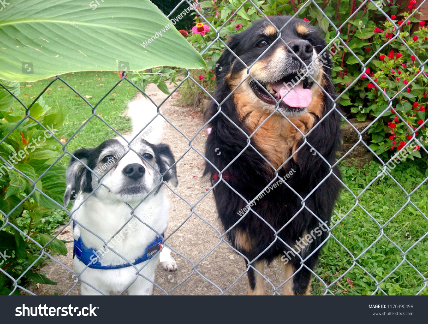 Two very cute smiling dogs look through a chain link fence #1176490498