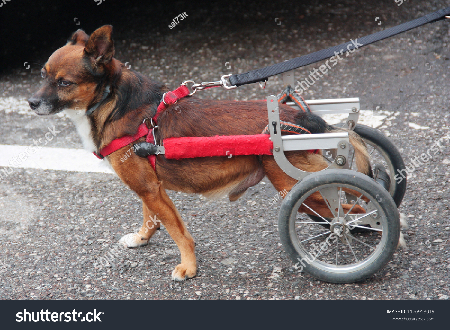 Walking wheels rear dog wheelchair  #1176918019