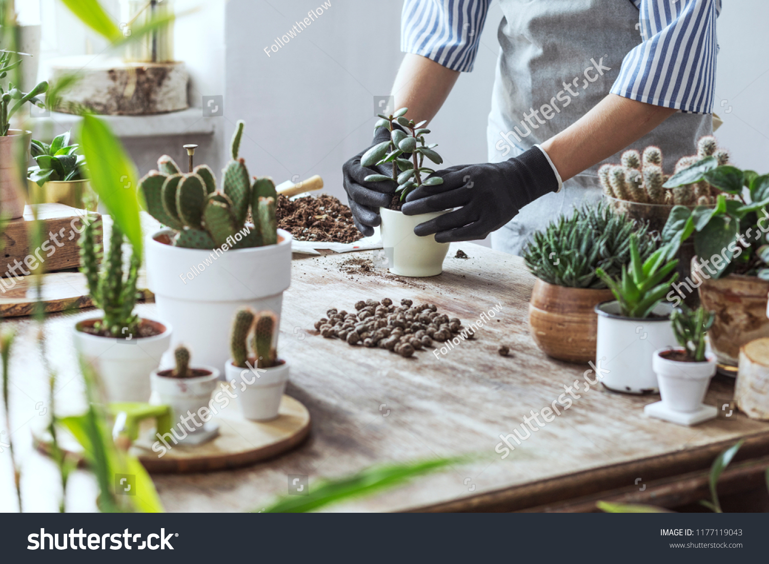 Woman gardeners hand transplanting cacti and succulents in cement pots on the wooden table. Concept of home garden. #1177119043