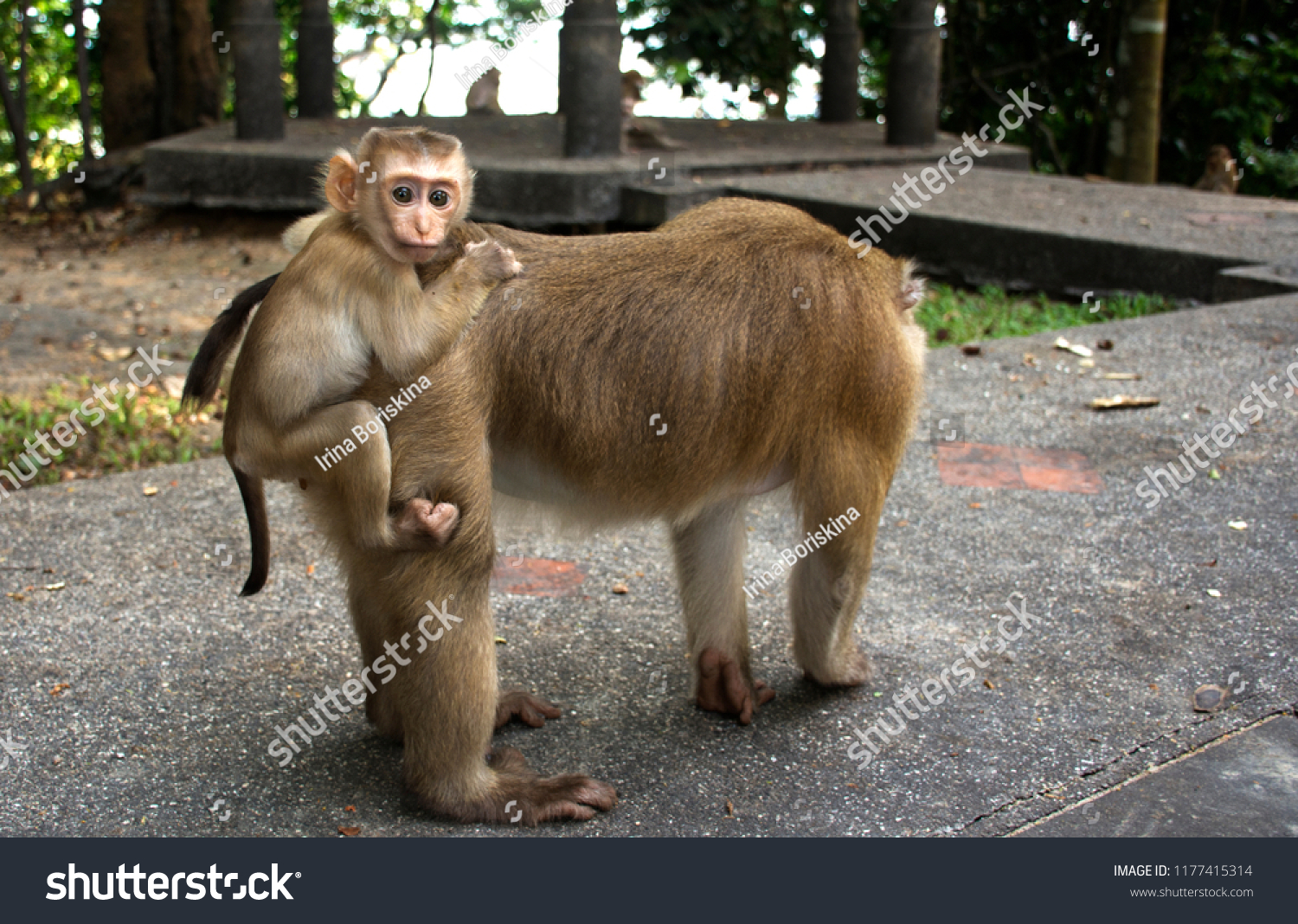 Wild monkeys in the jungle. Monkeys in the wild. Monkeys of the breed are Macaque. #1177415314