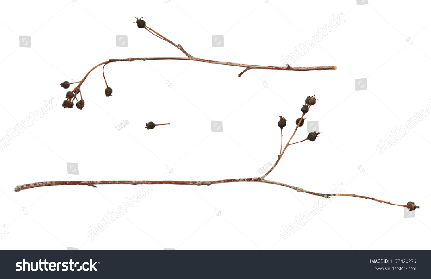Set of twigs with dry black berries isolated on white #1177420276