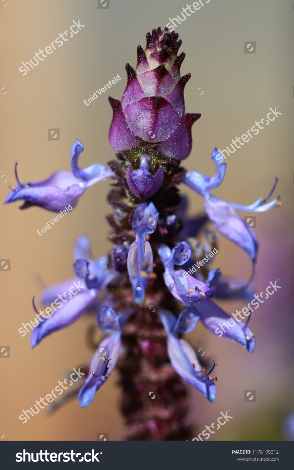 A closeup of the beautiful flower of the Plectranthus neochilus, commonly known as the Lobster Bush, fly bush, or mosquito bush. A perennial ground cover. Western Cape, South Africa. #1178195212