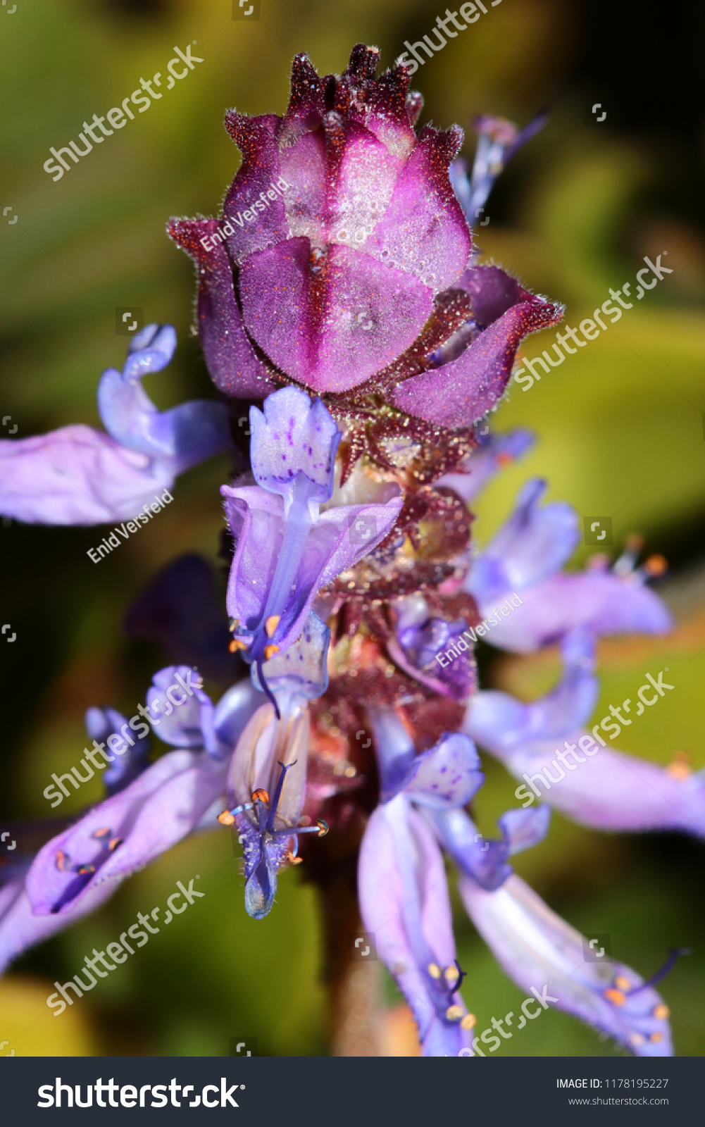 A closeup of the beautiful flower of the Plectranthus neochilus, commonly known as the Lobster Bush, fly bush, or mosquito bush. A perennial ground cover. Western Cape, South Africa. #1178195227