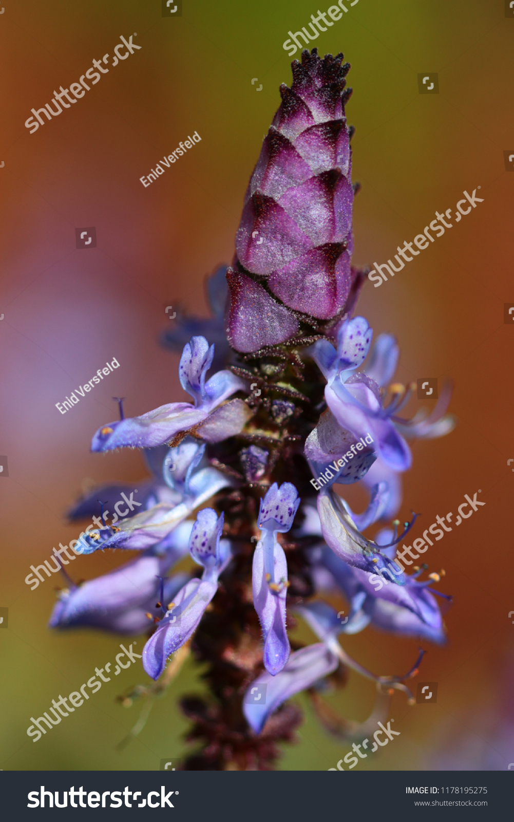 A closeup of the beautiful flower of the Plectranthus neochilus, commonly known as the Lobster Bush, fly bush, or mosquito bush. A perennial ground cover. Western Cape, South Africa. #1178195275