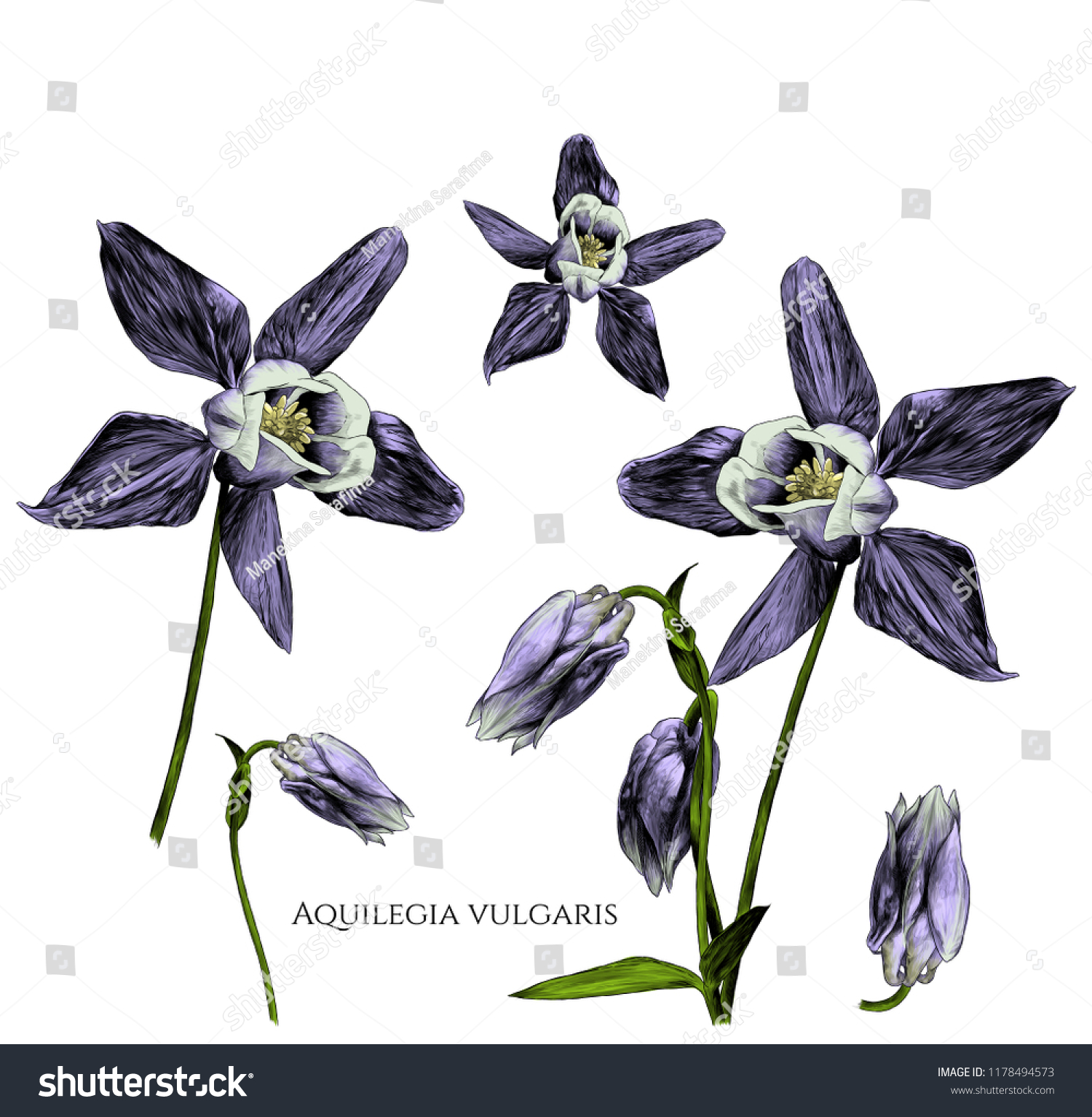 set of aquilegia vulgaris flowers with blossomed buds and not yet blossomed, branches with leaves, sketch vector graphics color illustration on white background #1178494573