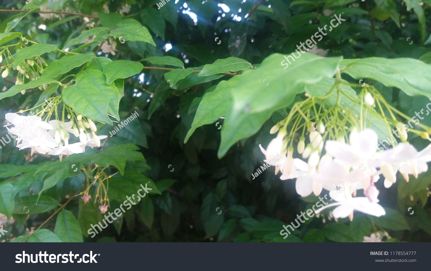 White foliage, foliage background. #1178554777