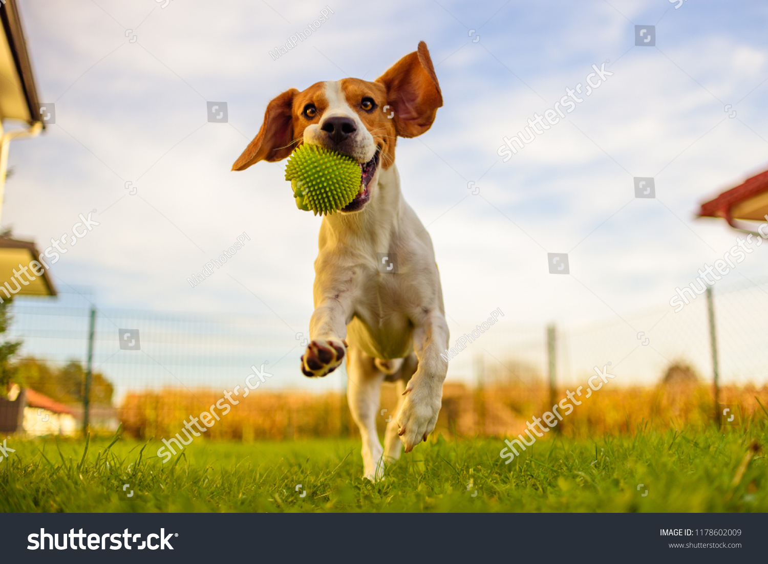 Beagle dog fun in garden outdoors run and jump with ball towards camera #1178602009