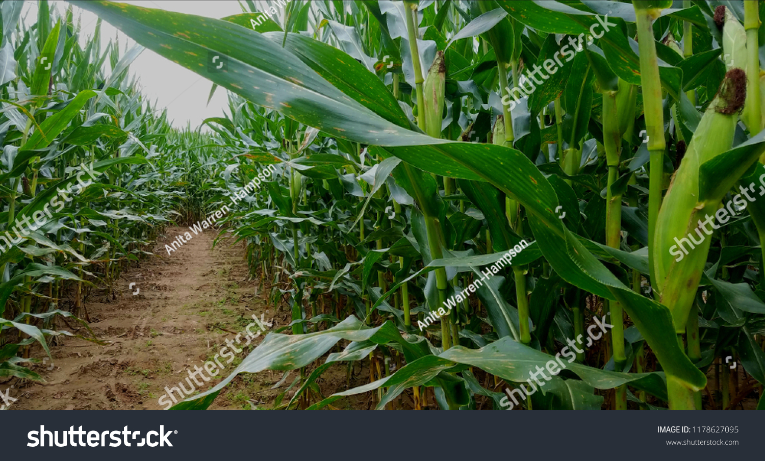 Looking Down One Long Row of Corn Plants in a Large Corn Maze #1178627095