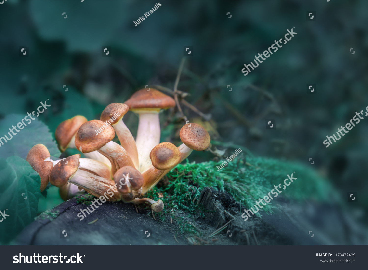 Magic Mushroom stock images. Psilocybin mushroom images. A group of magic mushrooms. #1179472429