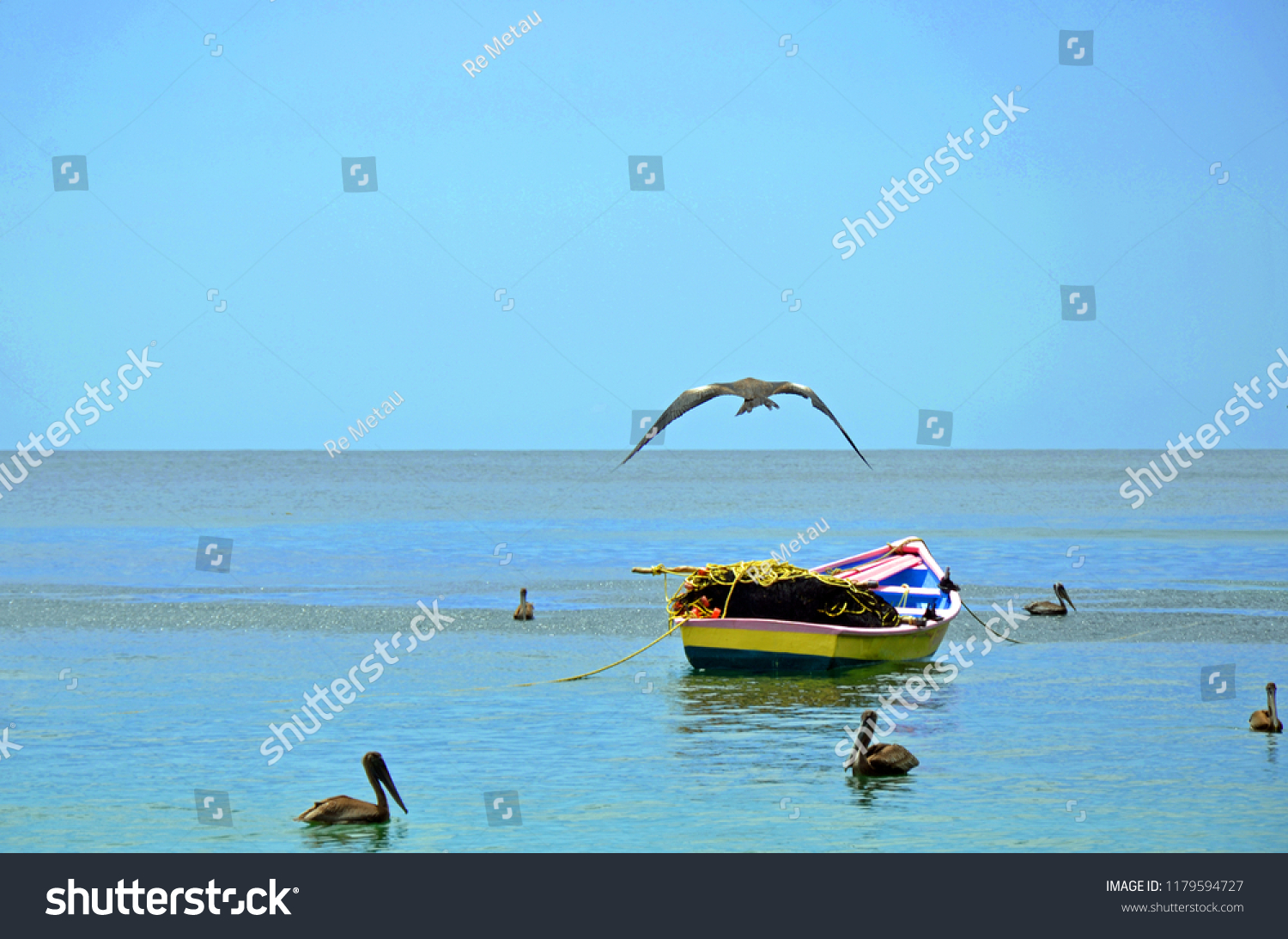 A native Tobago pink, yellow and blue fishing boat piled with yellow rope, orange floats and black nets moored on calm seas surrounded by pelicans and a frigate seabird flying in a clear blue sky. #1179594727