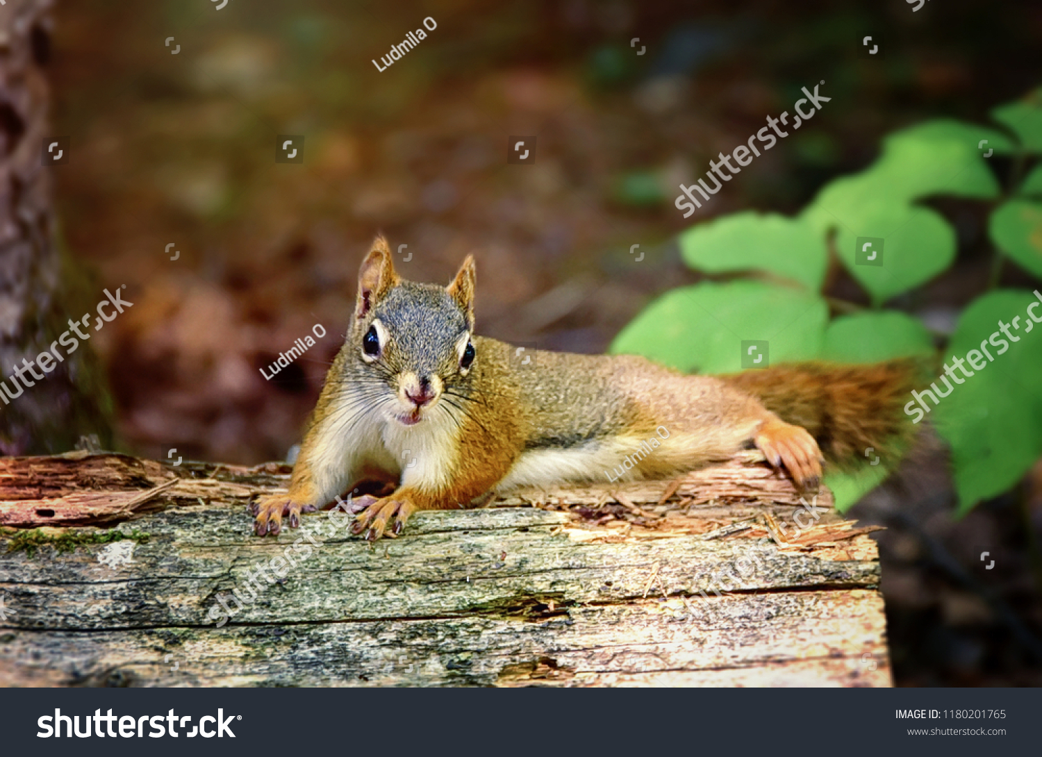 cute animals   cute squirrel #1180201765