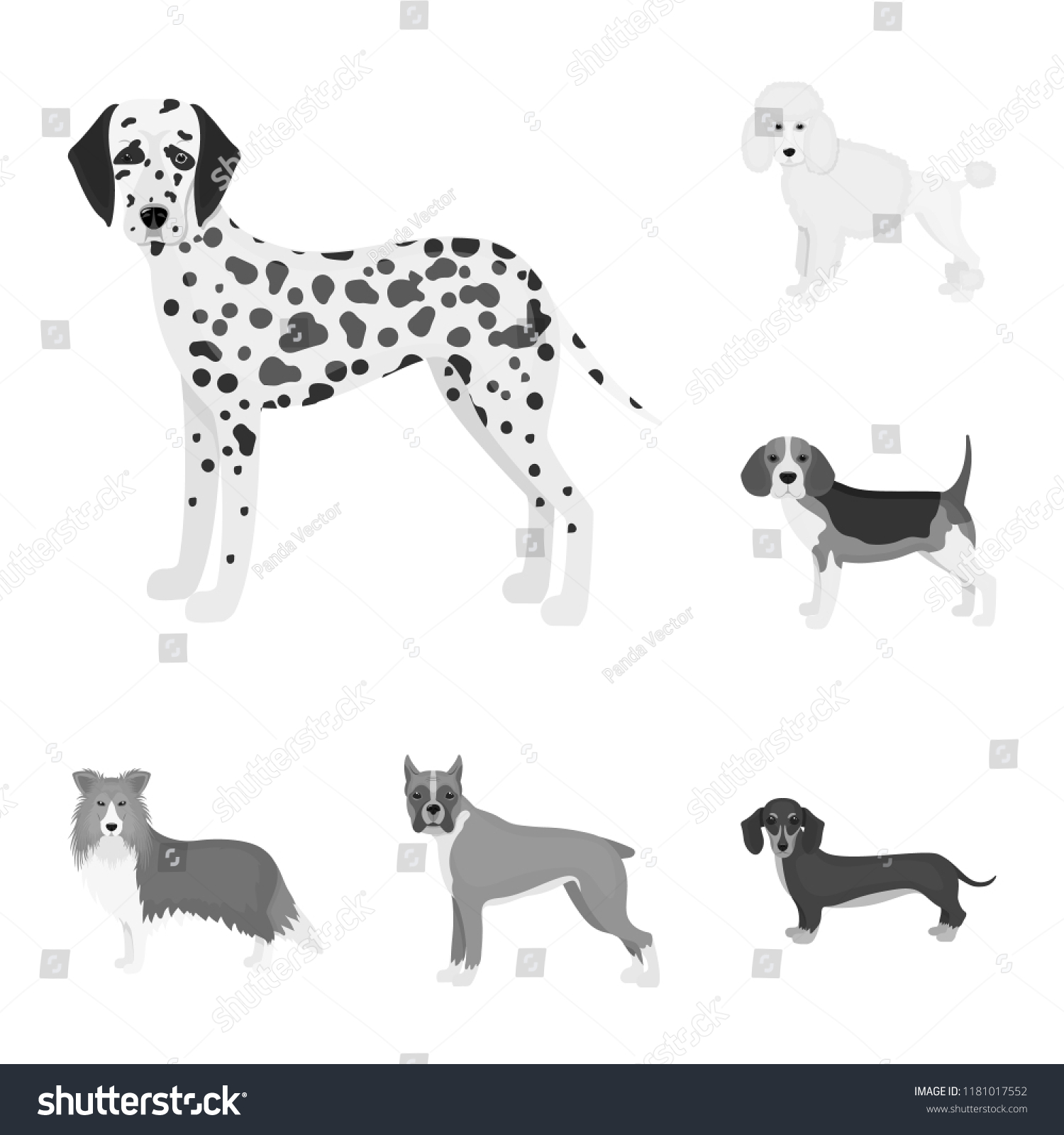 Dog breeds monochrome icons in set collection - Royalty Free Stock ...