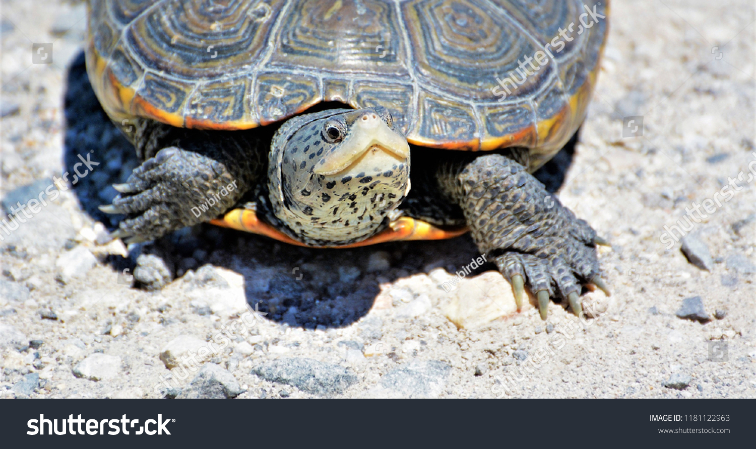 Diamondback Terrapin Turtle Forsythe National Wildlife Refuge, NJ #1181122963