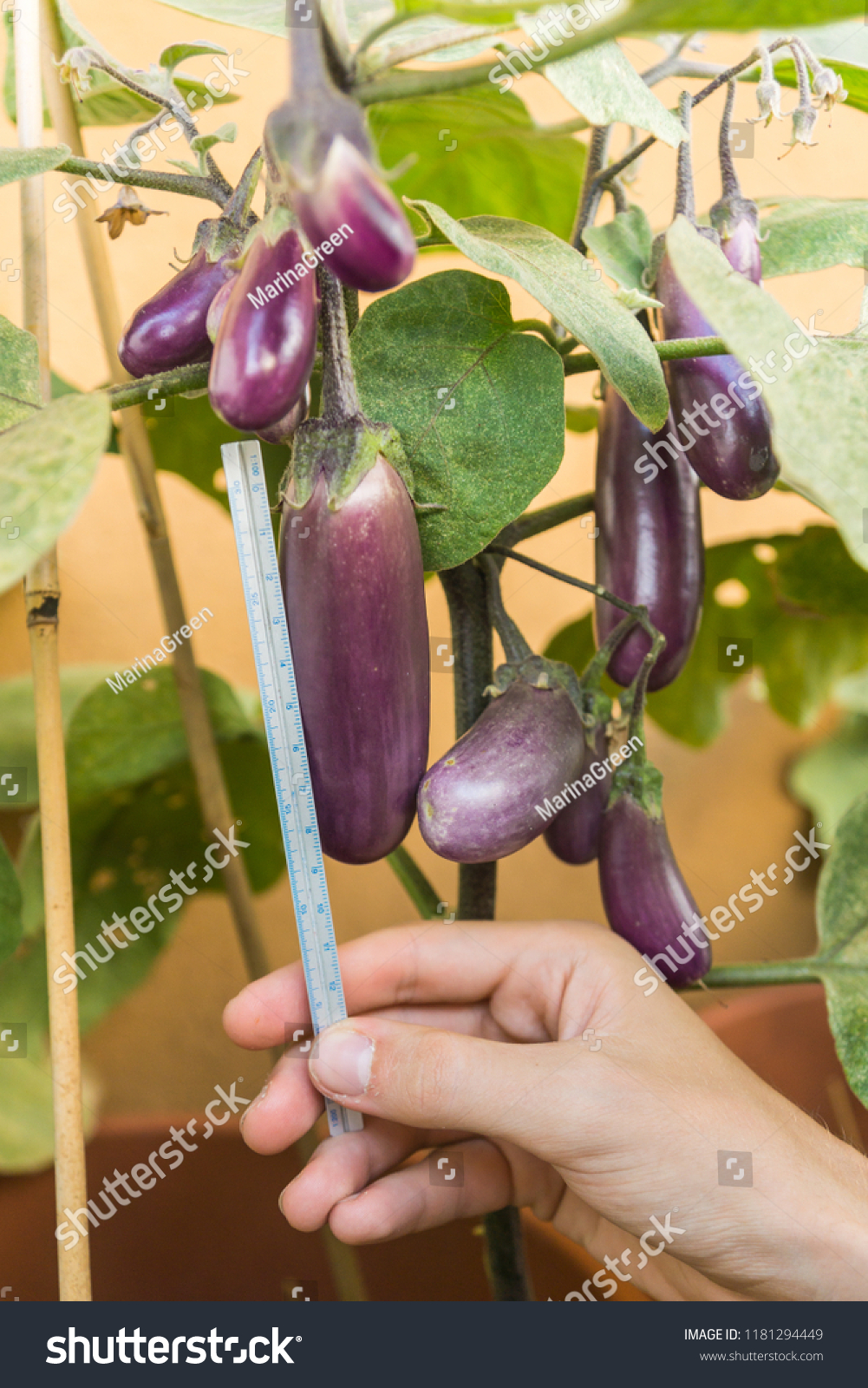 Organic purple eggplants with glossy texture of a small heirloom variety 'Slim Jim', edible fruits of Aubergine plant growing in a pot on balcony as a part of urban gardening project on a sunny summer #1181294449