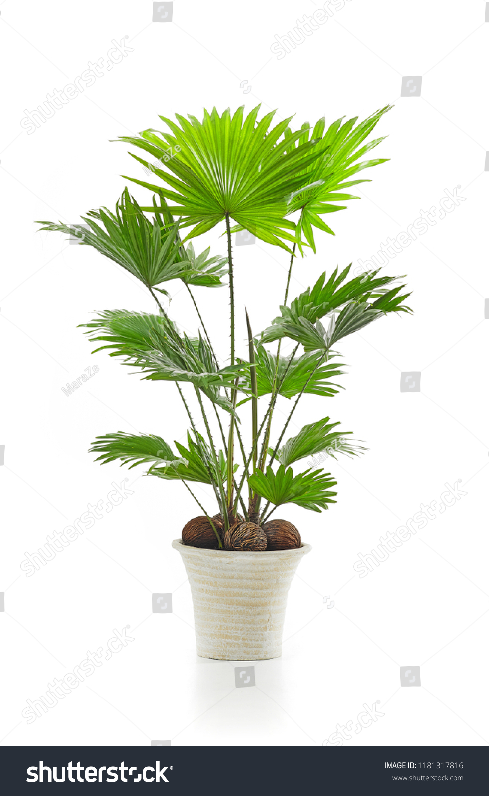 Livistona palm tree isolated on white background #1181317816