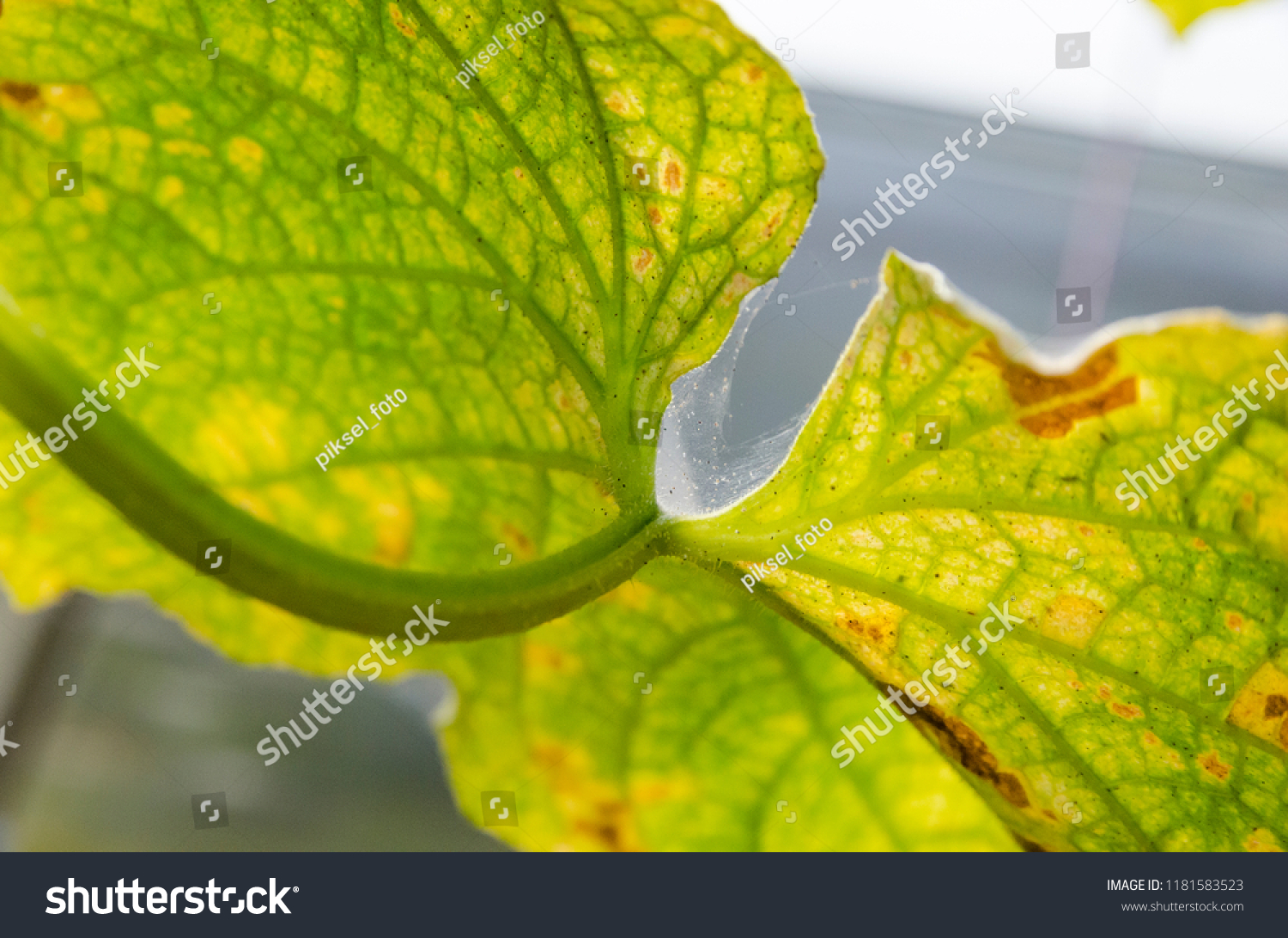 leaf of cucumber, corrupted spider mites Tetranychus urticae #1181583523