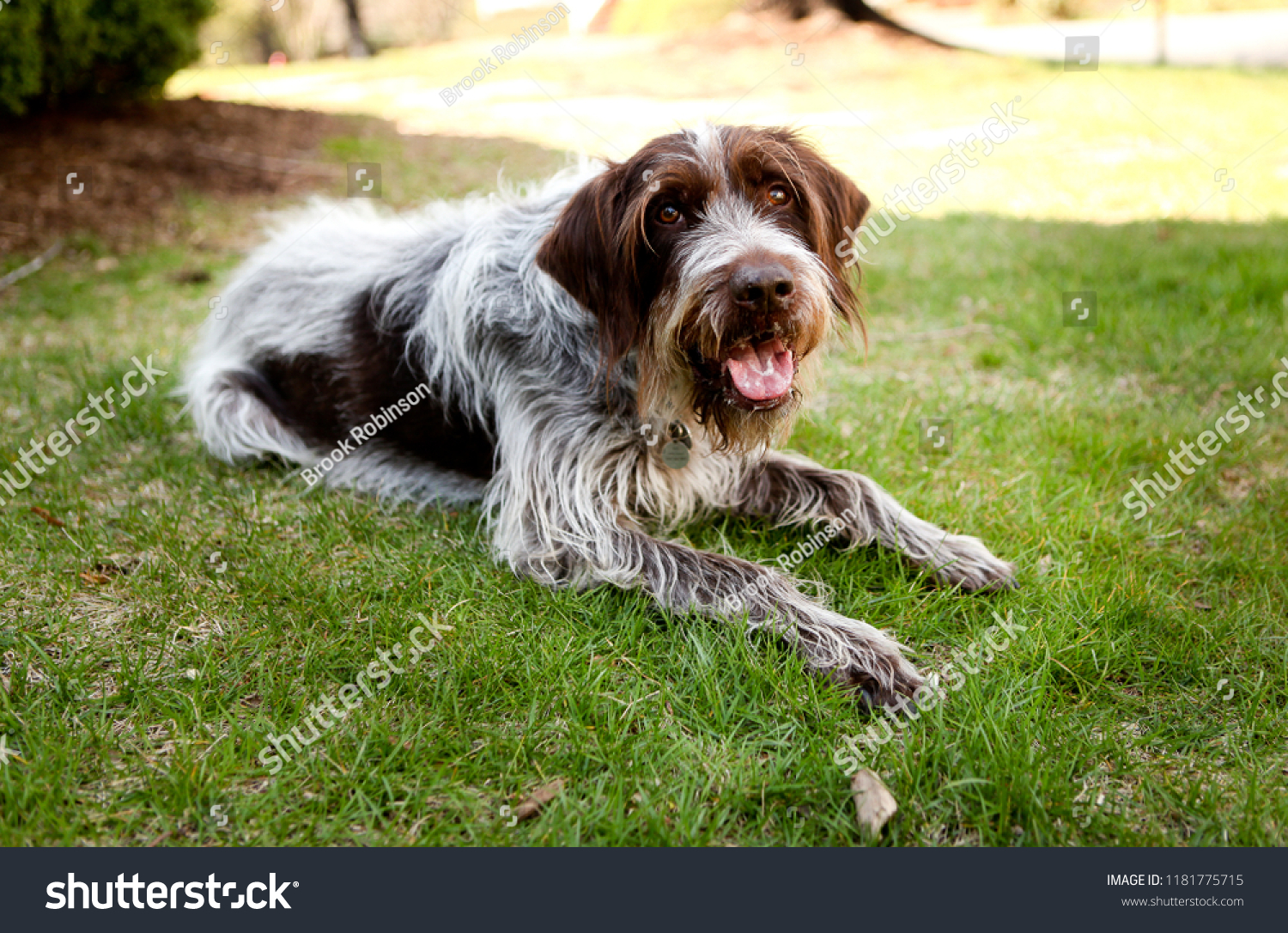 Wirehaired Pointing Griffon Dog Relaxing in the Cool Green Grass #1181775715