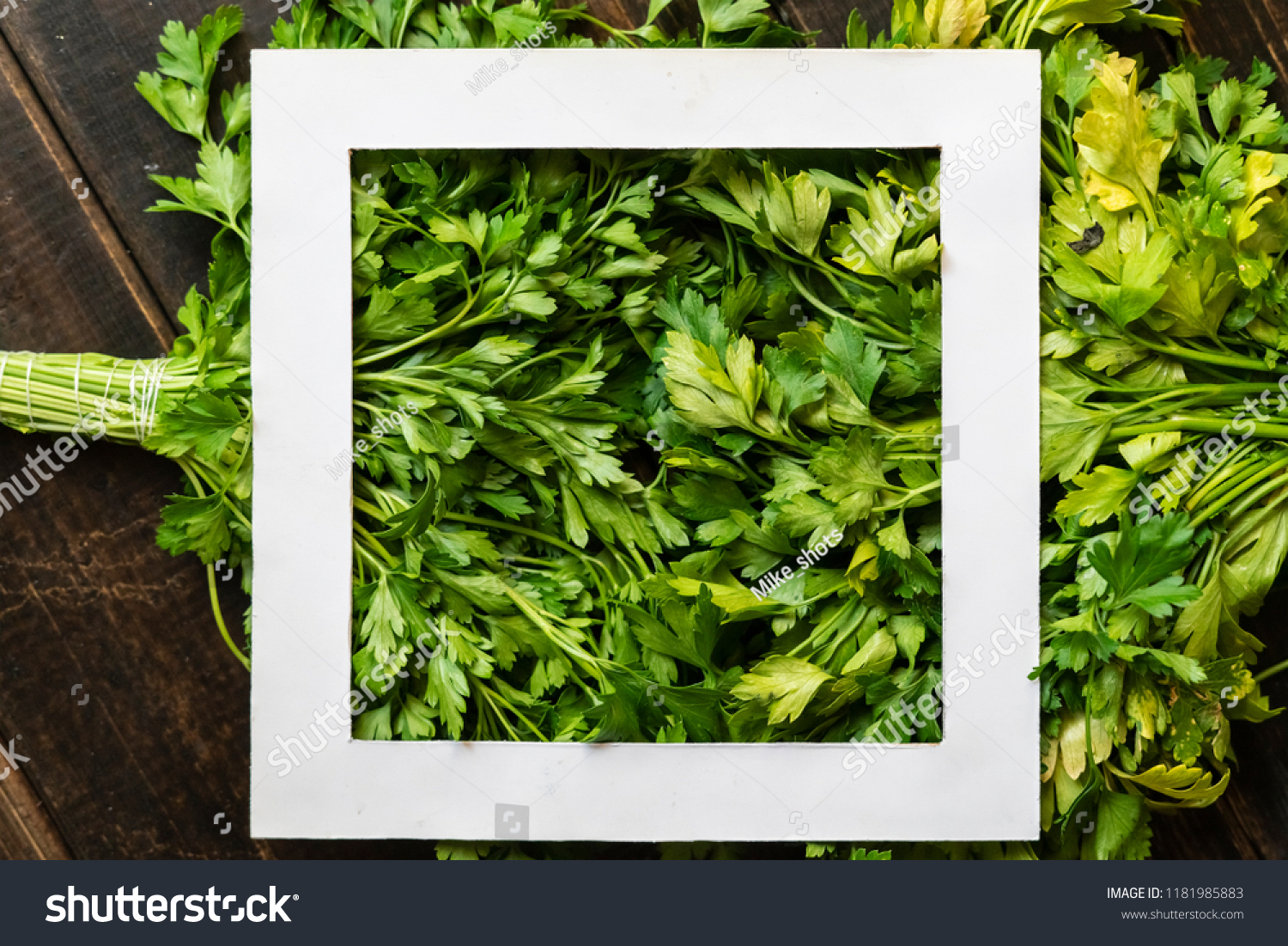 fresh raw green parsley herb bunch with white square frame on top copy space creative design #1181985883
