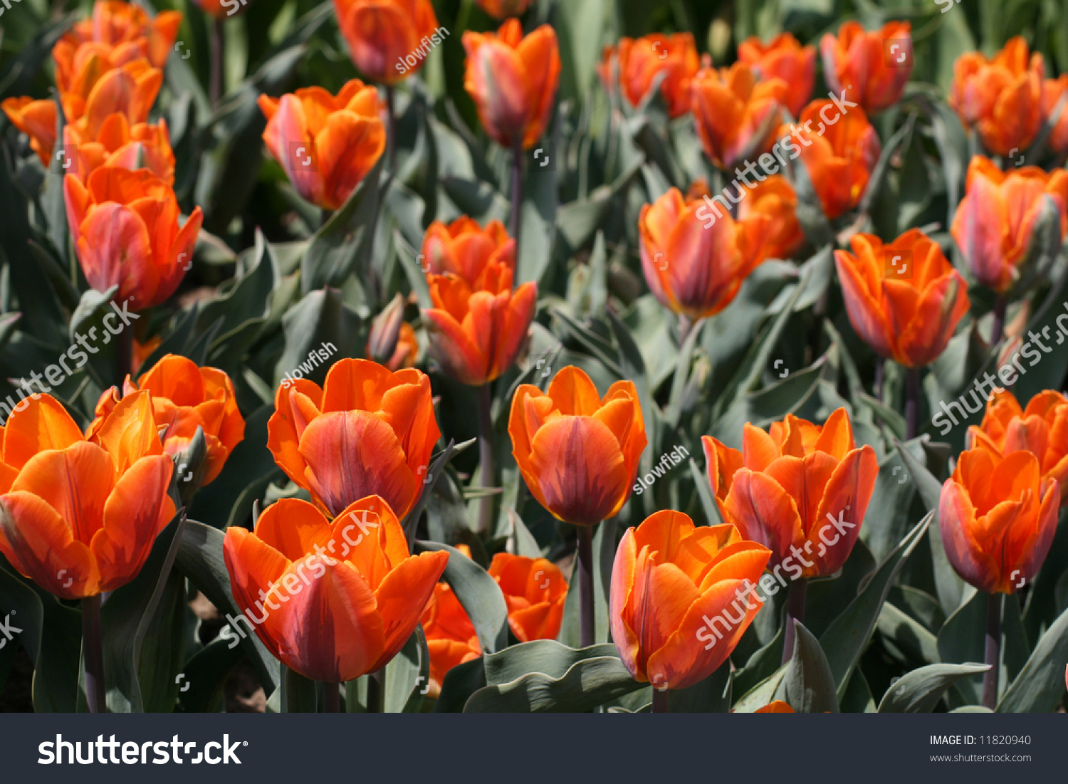 Tulips #11820940