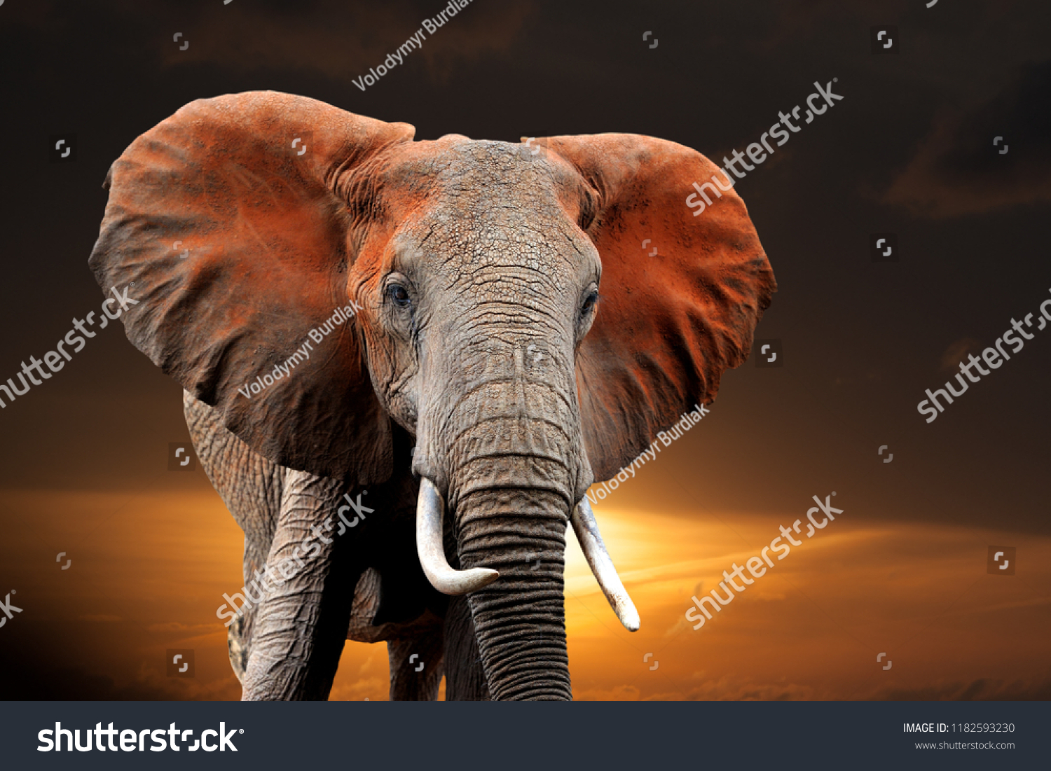 Elephant on sunset in National park of Kenya, Africa #1182593230
