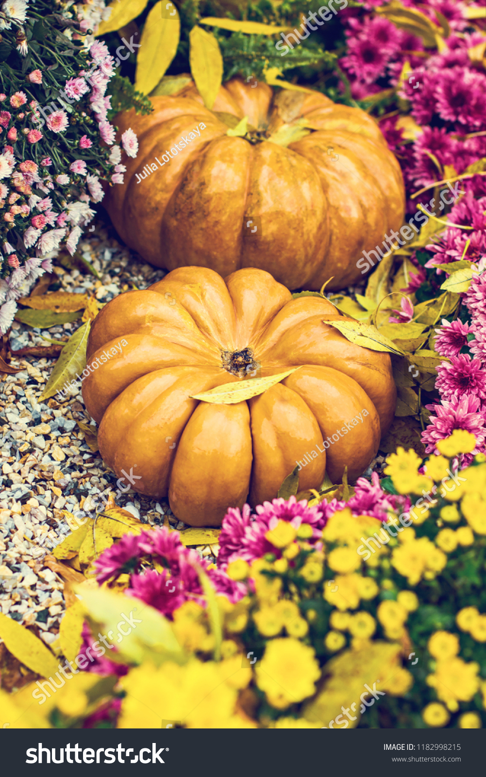 Pumpkins. Autumn decoration of the garden, autumn decor. Pumpkins and autumn flowers. Halloween, Thanksgiving, decoration of the house and garden for the holiday. #1182998215
