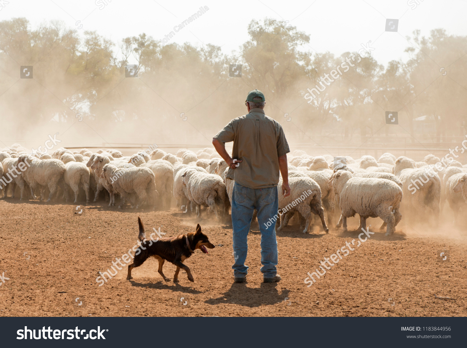 sheep mustering in outback New South Wales, Australia. #1183844956