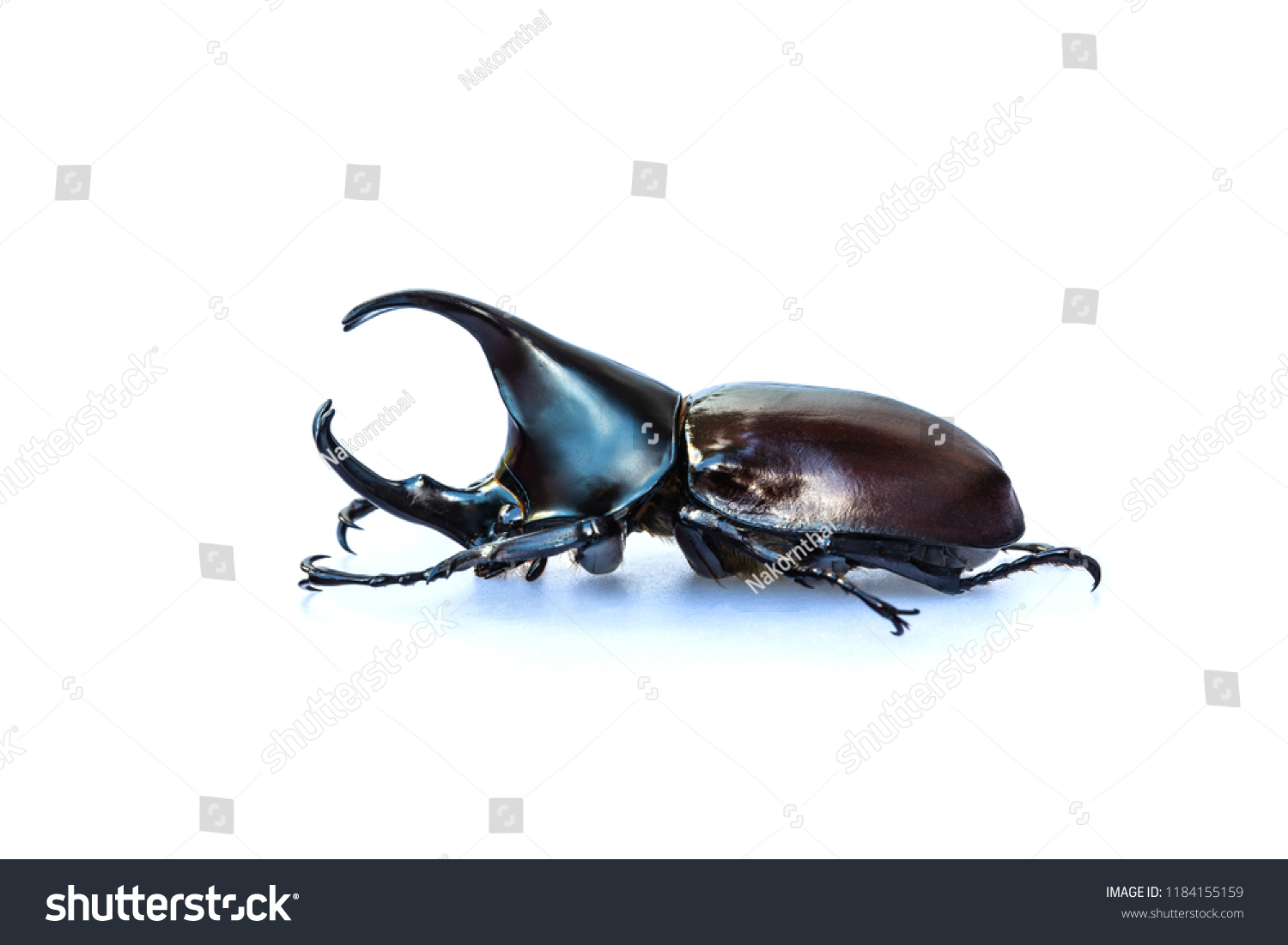 Scarab beetle, Hercules beetle, Rhino beetle, isolated on white background. #1184155159