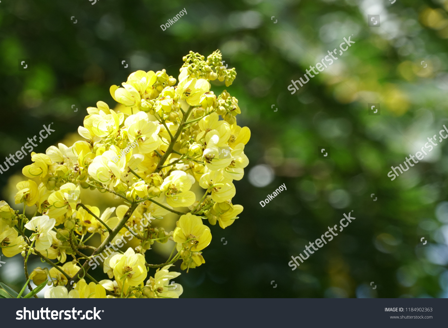 Senna spectabilis flowers or Cassia excelsa, Cassia fastigiata #1184902363