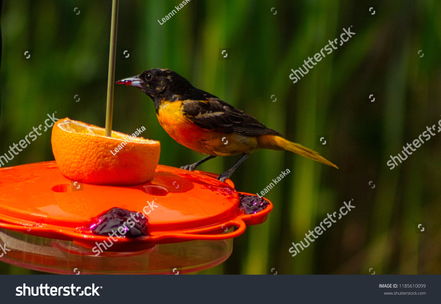 Beautiful oriole bird on a bird feeder eating a orange and grape jelly in the morning sunshine. #1185610099