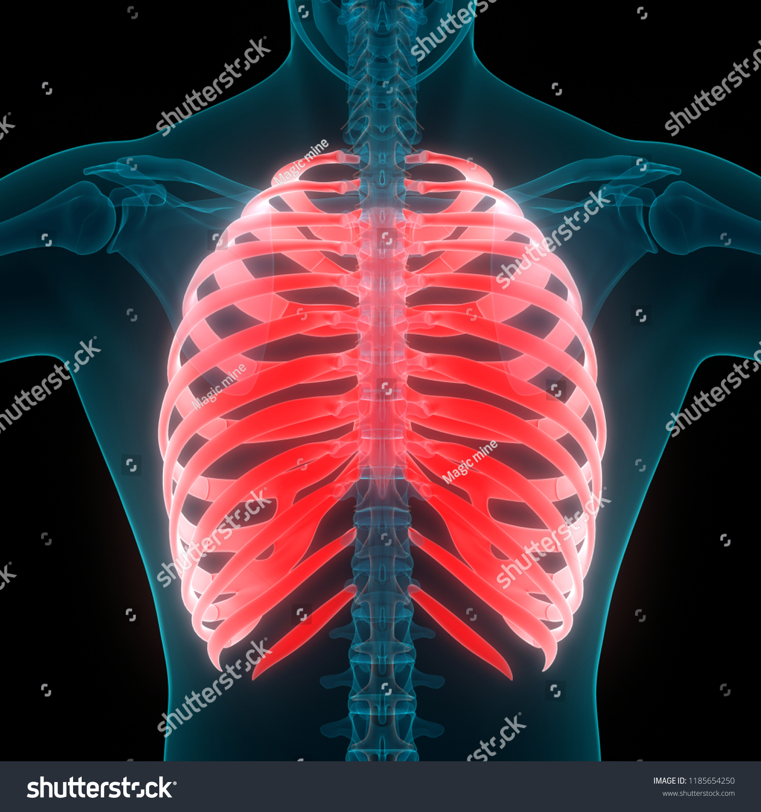 Human Skeleton System Ribs Anatomy. 3d - Royalty Free Stock Photo 