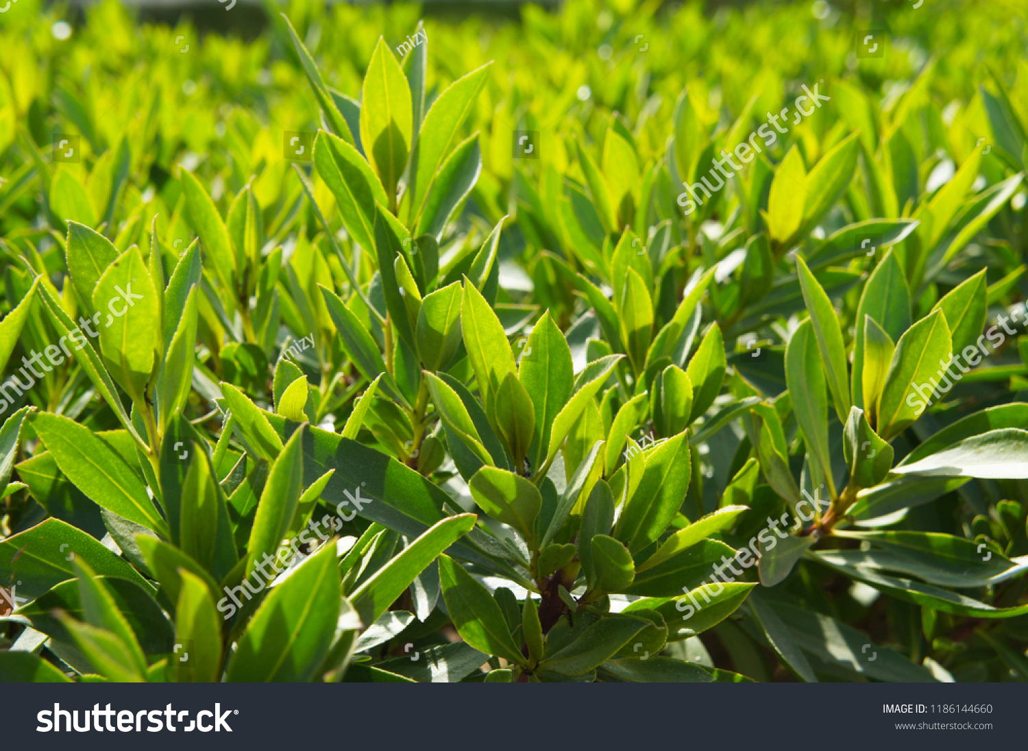 Prunus laurocerasus or cherry laurel or common laurel  green plant in sunlight #1186144660