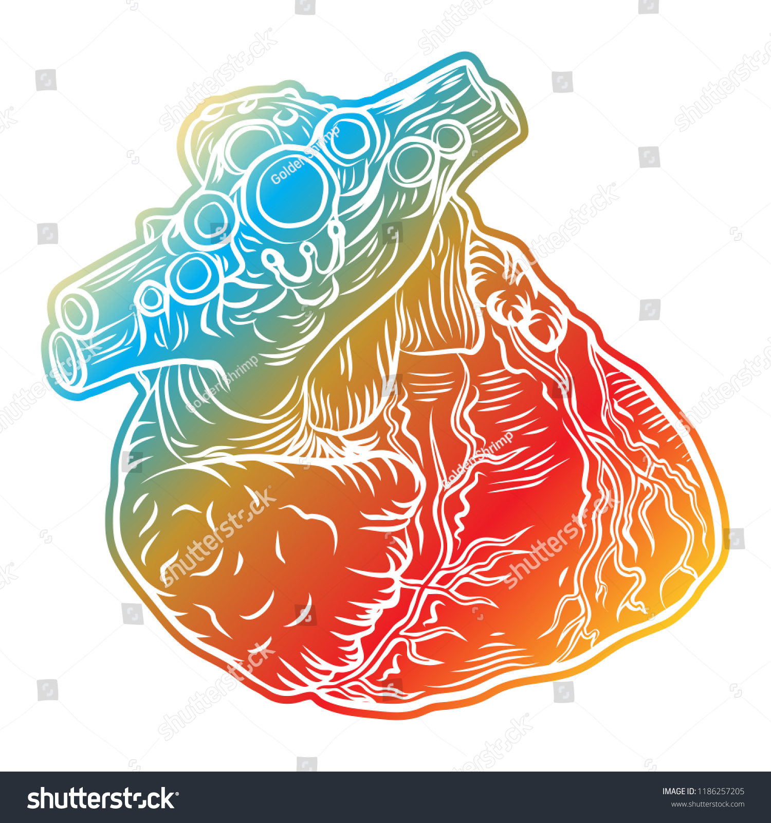 Sketch Of Human Heart. Hand Drawn Anatomical - Royalty Free Stock Photo ...