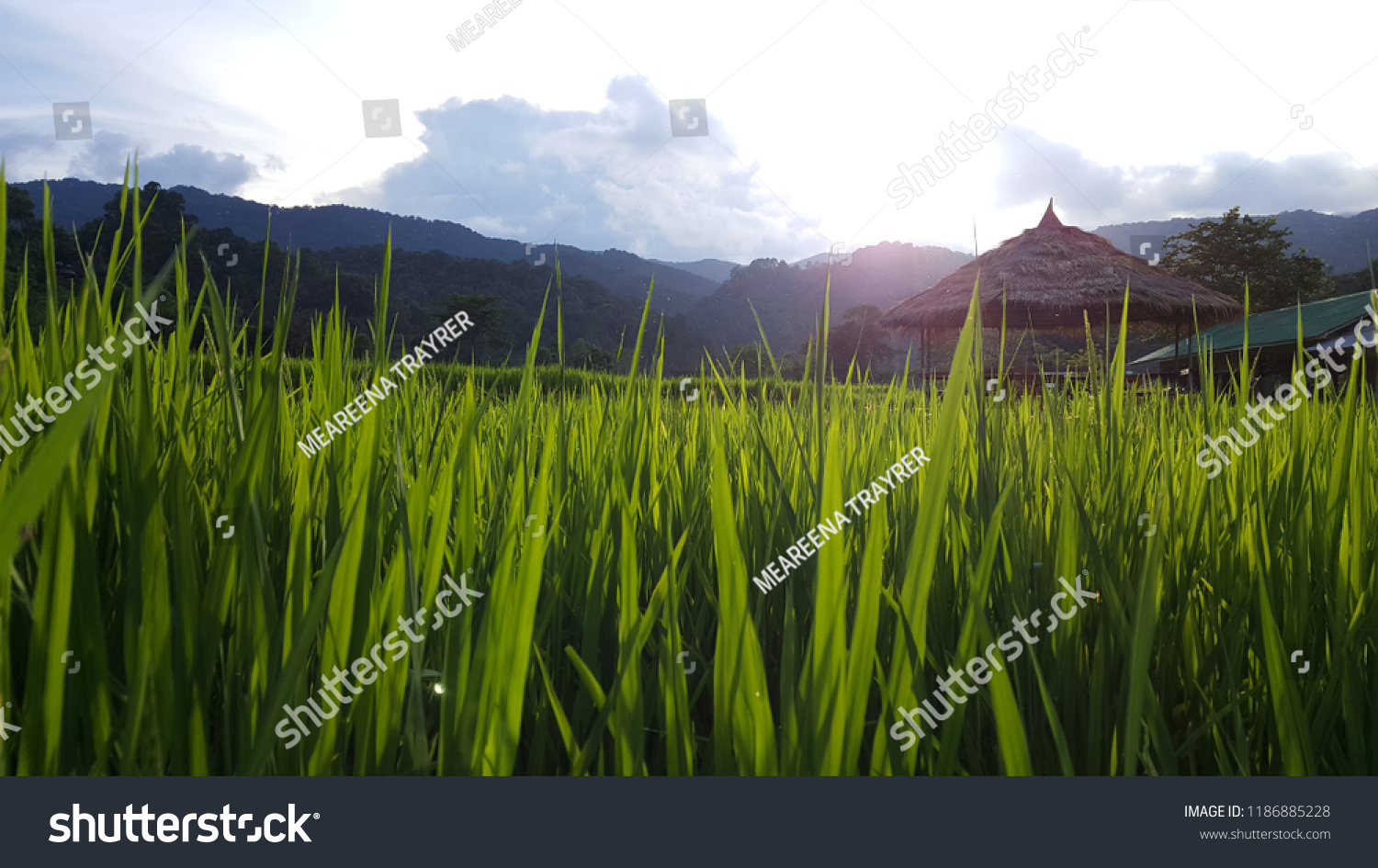 Green Rice growing at Ban Mae Klang Luang (Chom Thong, Chiang Mai/ North of Thailand) #1186885228