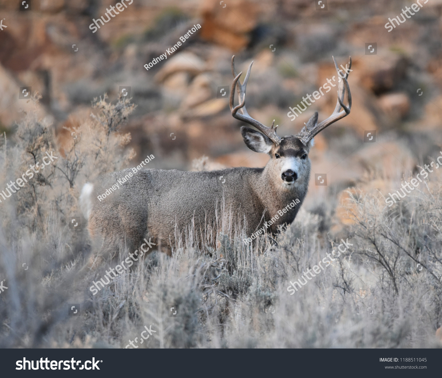 mule deer buck #1188511045