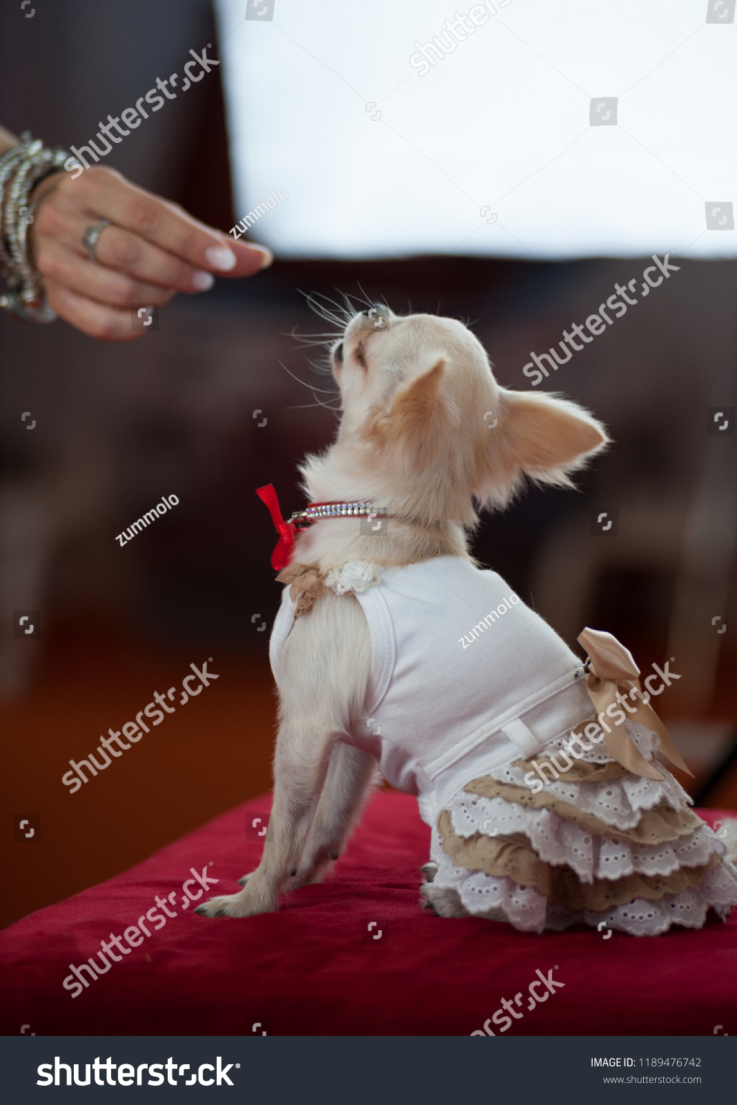 Dog wearing haute couture suit, luxury collar with red ribbon, during a photo shooting.
 #1189476742