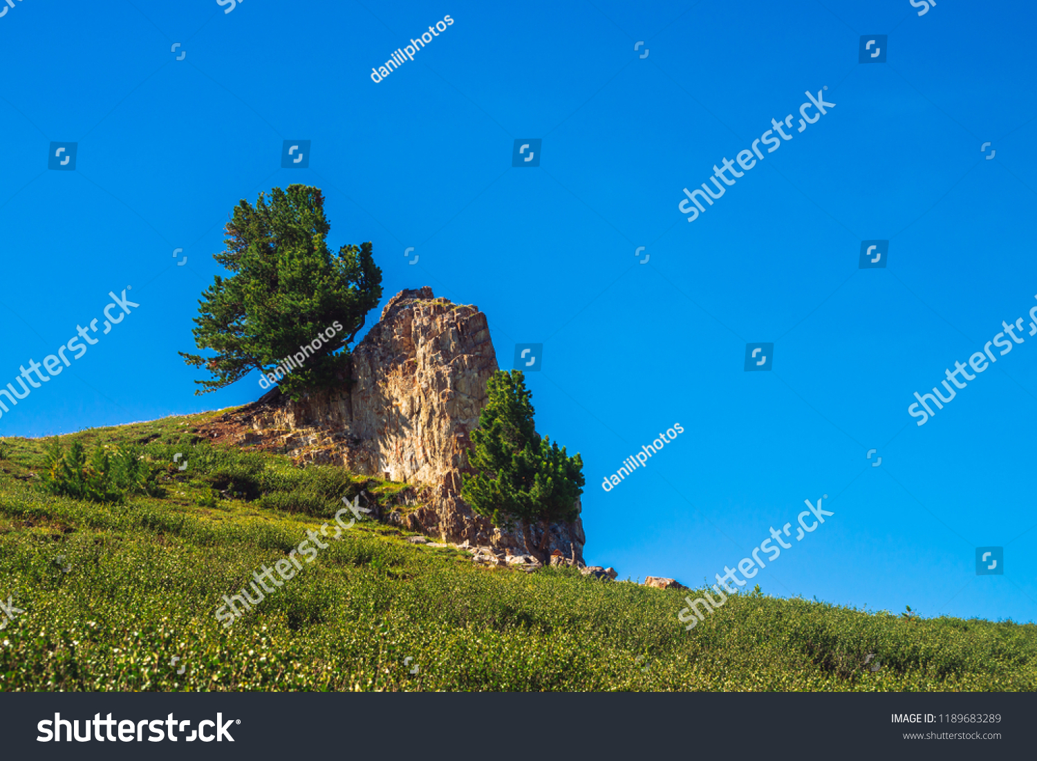 Amazing cedar grows on beautiful rocky stone on green hill in sunny day. Rich vegetation of highlands under blue sky. Branches of coniferous tree shine with sun. Unimaginable mountain landscape. #1189683289