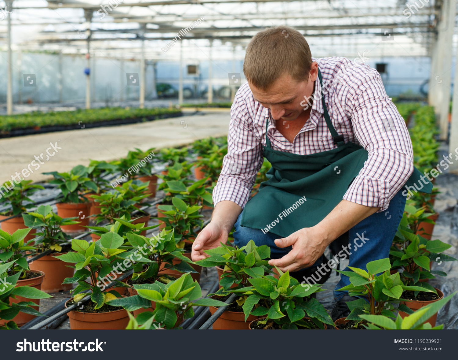 Farmer checking quality of Poinsettia pulcherrima seedlings in greenhouse farm #1190239921