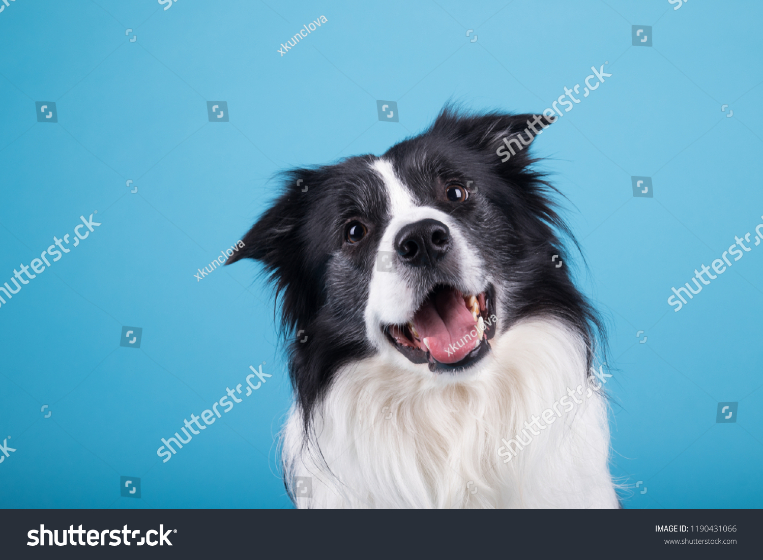 adorable portrait of amazing healthy and happy adult black and white border collie in the photo studio on the blue background
 #1190431066